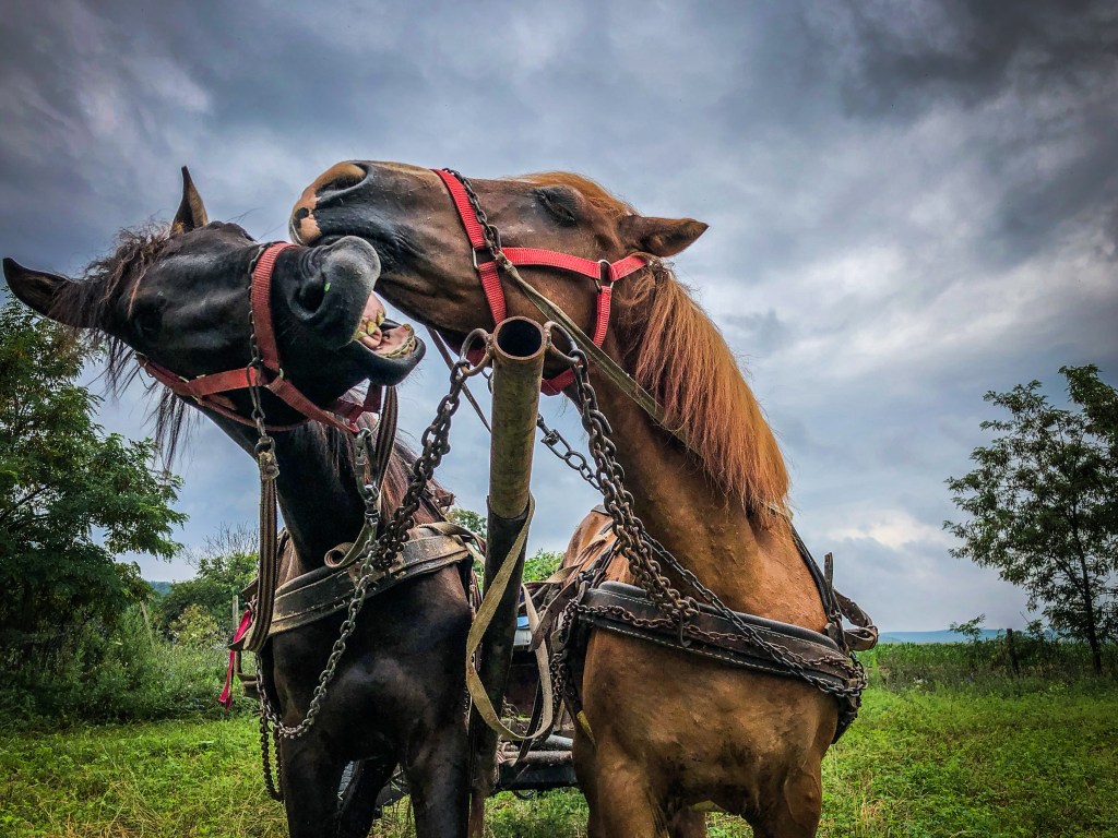 Félix Blume, Horses Talk